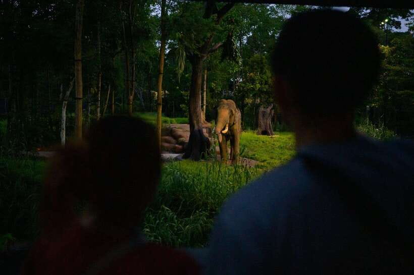 Singapore: Night Safari and Tram Ride Ticket - What Is the Night Safari and Tram Ride Experience?