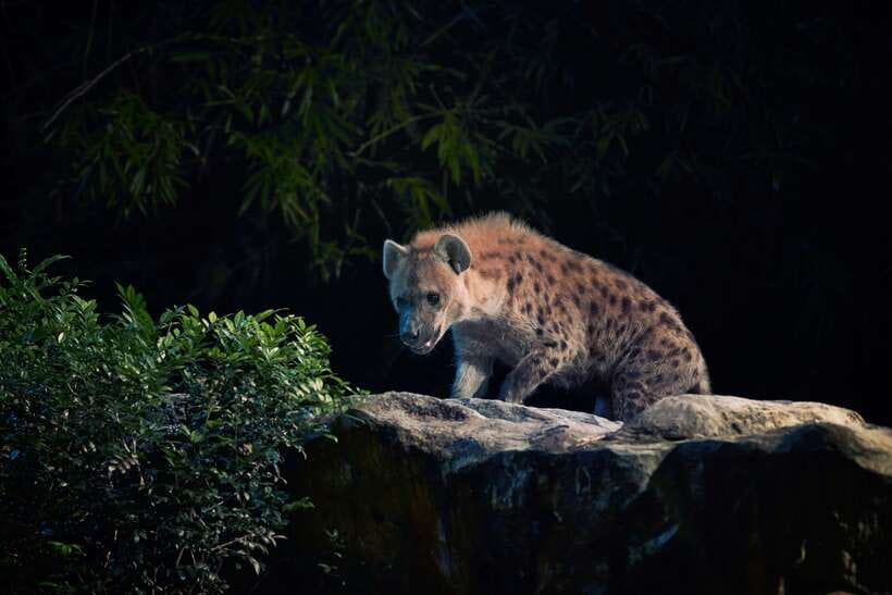 Singapore: Night Safari and Tram Ride Ticket - FAQ