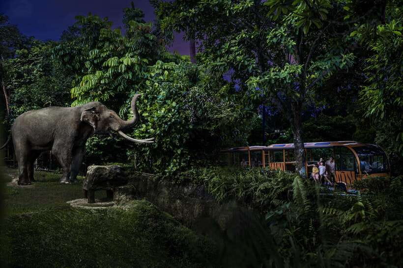 Singapore: Night Safari and Tram Ride Ticket - What to Expect at the Night Safari