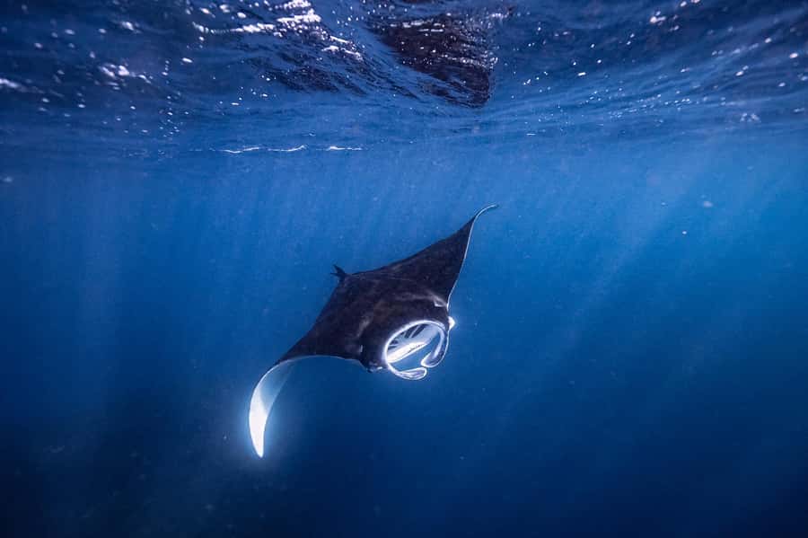 Brunswick Heads: Snorkelling in Byron Bay - The Details That Matter