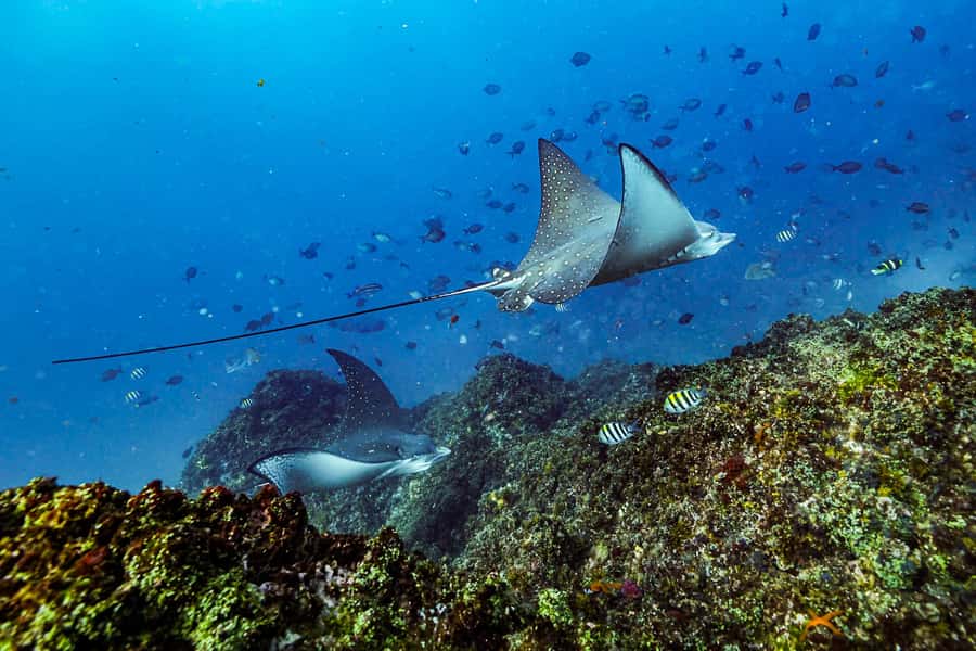 Brunswick Heads: Snorkelling in Byron Bay - Final Thoughts