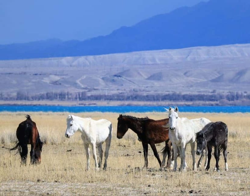 Shell beach Turtle head and Kok-Moinok canyons - Exploring the Highlights of the Tour