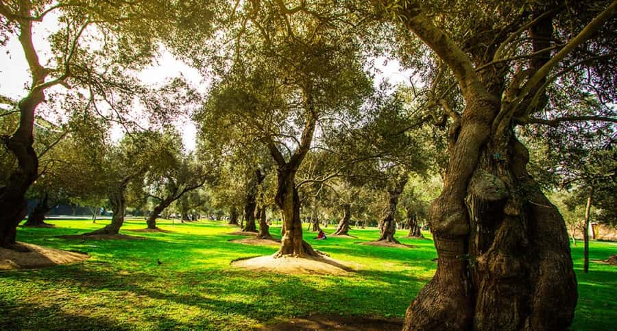 City Tour Colonial and Modern Lima Half Day Plus Ticket - A Closer Look at the Tour Itinerary