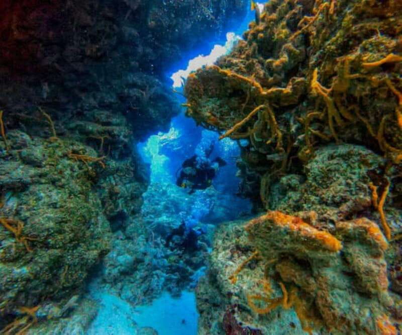 Cozumel: Two reef dives in Marine Park, certified divers - Pricing and Value