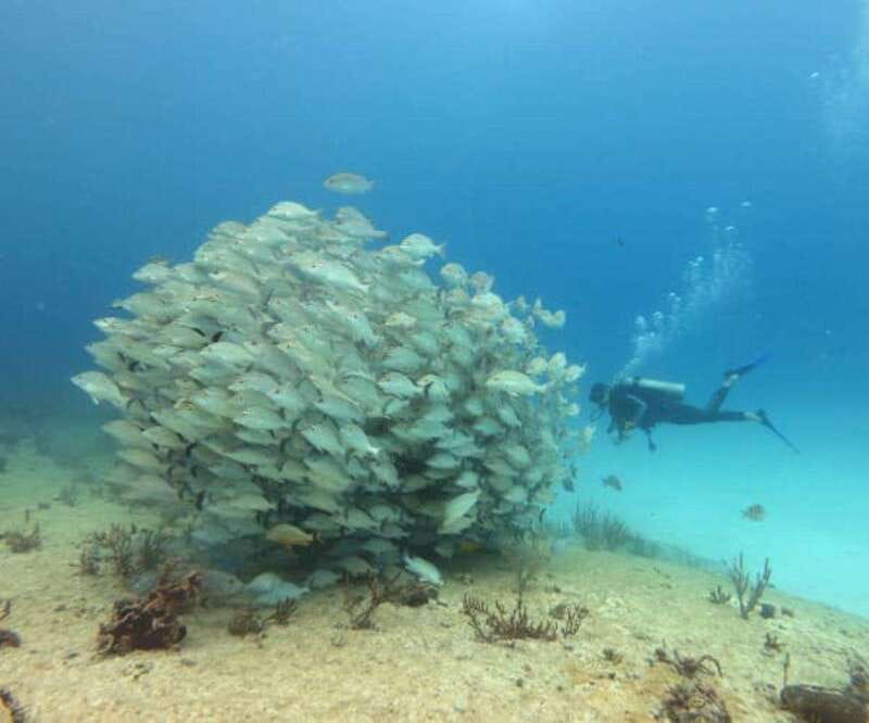 Playa del Carmen: Two Reefs Dives for Certified Divers - The Itinerary and Dive Sites