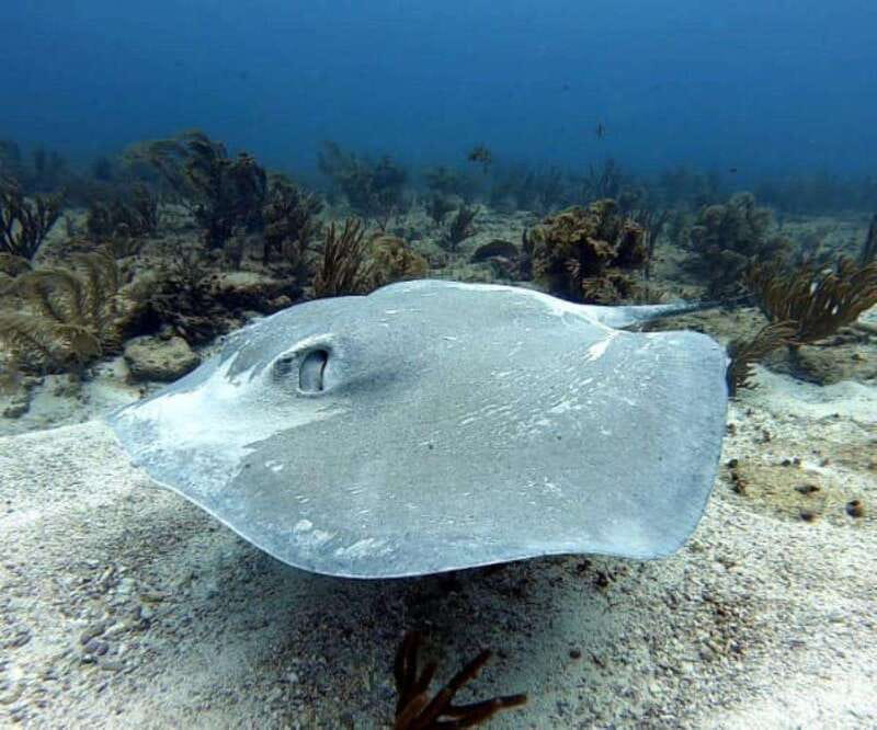 Playa del Carmen: Two Reefs Dives for Certified Divers - Exploring Playa del Carmen’s Underwater World