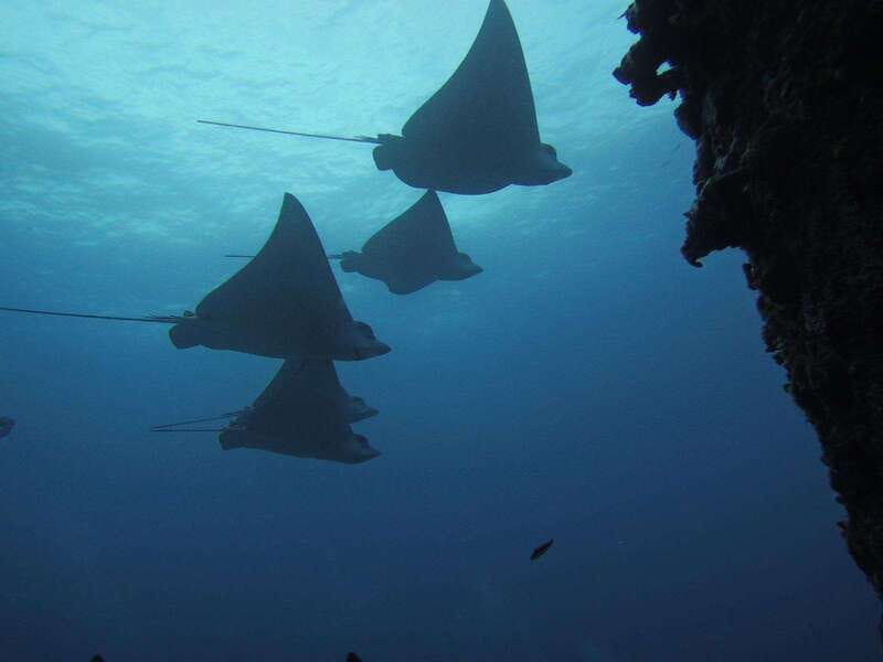 Cancun: Shipwreck & Reef for Certified Divers - Good To Know