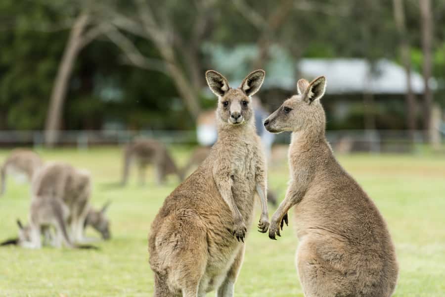 From Melbourne Grampians National Park Kangaroos Guided Tour - Who Would Love This Tour?