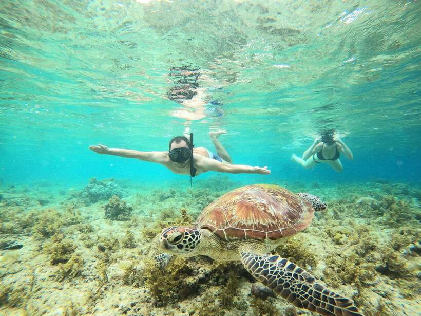 Cebu: Oslob Whaleshark & Sardines Run Snorkeling Day Tour - What’s Included and What to Expect