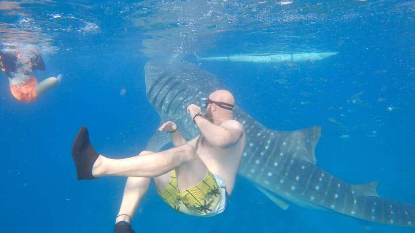 Cebu: Oslob Whaleshark & Sardines Run Snorkeling Day Tour - The Experience of a Review: What Travelers Say