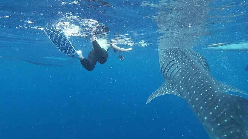 Cebu: Oslob Whaleshark & Sardines Run Snorkeling Day Tour - Final Thoughts