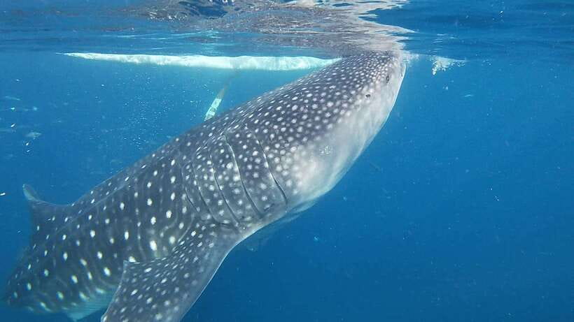 Cebu: Oslob Whaleshark & Sardines Run Snorkeling Day Tour - Good To Know