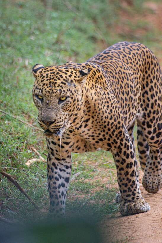 Kumana National Park : Morning or Afternoon Safari Tour - The Cost & Value