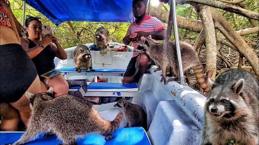 Cartagena: Raccoon Island Snorkel, Mangrove, Photos & Lunch - A Practical Look at the Tour Experience