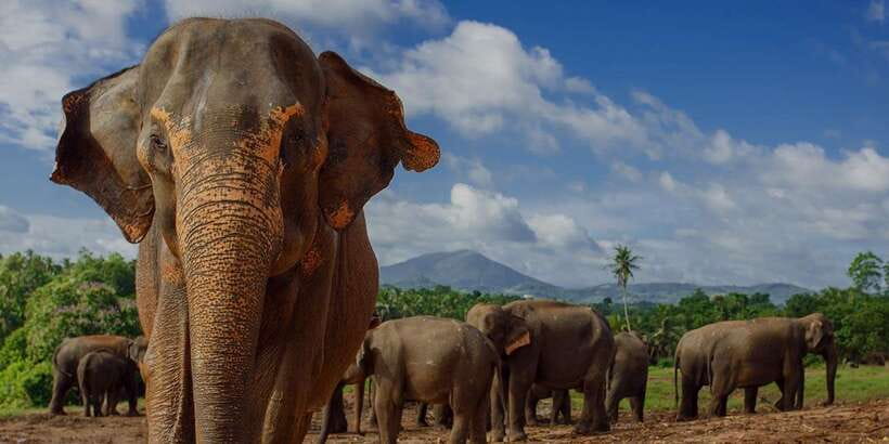 Day Tour to Elephant Orphanage / spice garden - Who Is This Tour Best For?