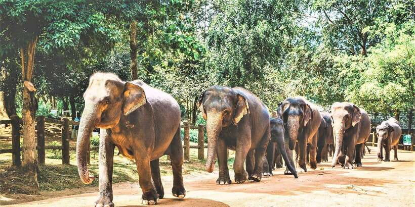 Day Tour to Elephant Orphanage / spice garden - Frequently Asked Questions (FAQs)