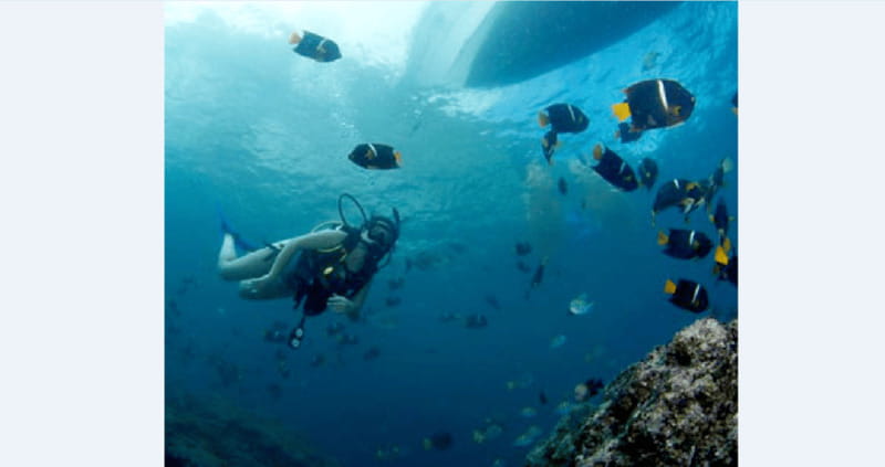 Puerto Vallarta: Underwater Wonderland at Los Arcos - Who Should Book This Tour?