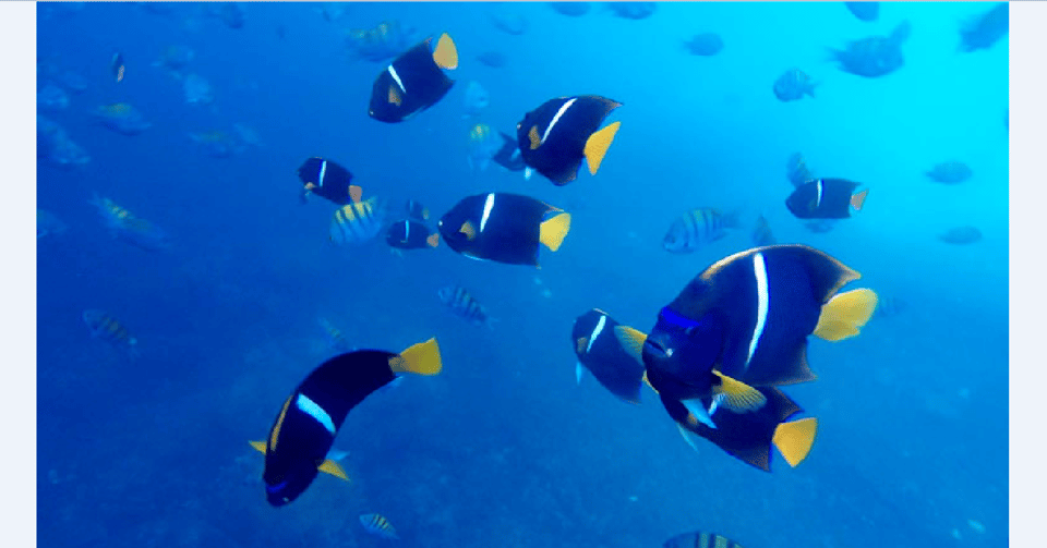 Puerto Vallarta: Underwater Wonderland at Los Arcos - FAQs