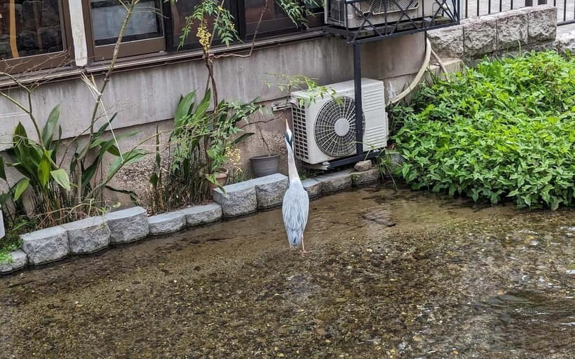 Kyoto: Personalize, private tour (3h, 5h, 8h) [W/Car Option] - The Sum Up