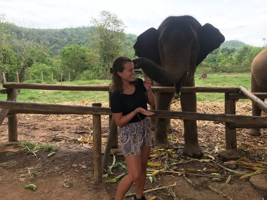 Chiang Mai: Elephant Feeding Experience, Hand Feed Elephants - Experience With Tribal Guides