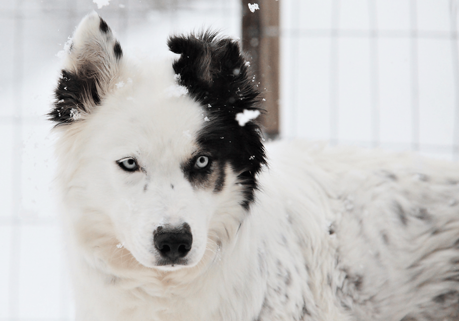 Pyhätunturi: Husky safari 5km including a farm visit - Who Will Love This Tour?