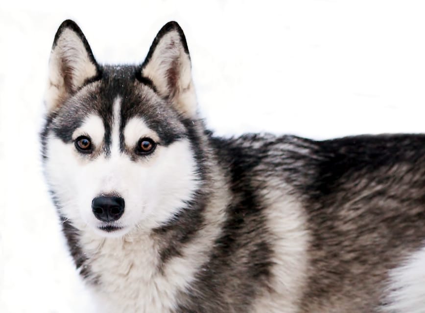 Pyhätunturi: Husky safari 5km including a farm visit - An In-Depth Look at the Husky Safari Experience
