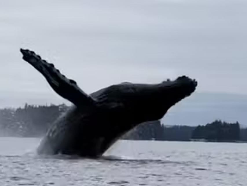 Ketchikan: Kayak Eco-Tour - An Authentic Look at Alaska’s Marine Ecosystem