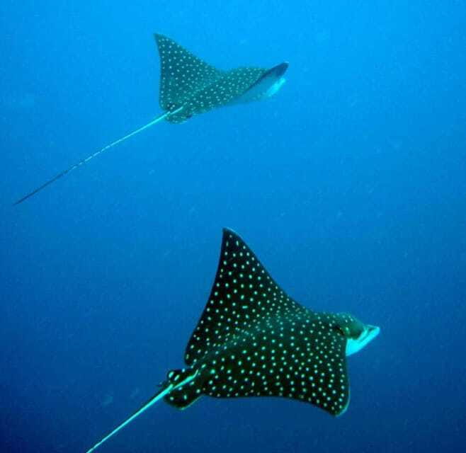 Ixtapa: Underwater Adventures in Zihuatanejo - Meeting and Preparation