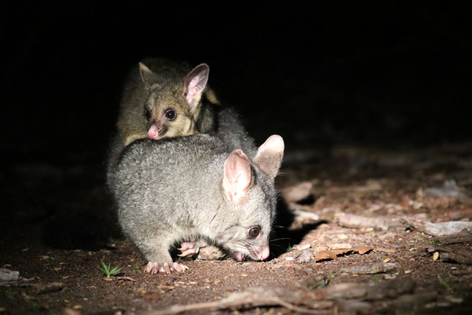 Busselton: Nocturnal Animal Tour - Practical Details: Value and Logistics