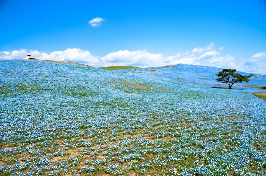 Tokyo: Hitachi Seaside Park & Aquaworld Oarai Aquarium Tour - Key Points