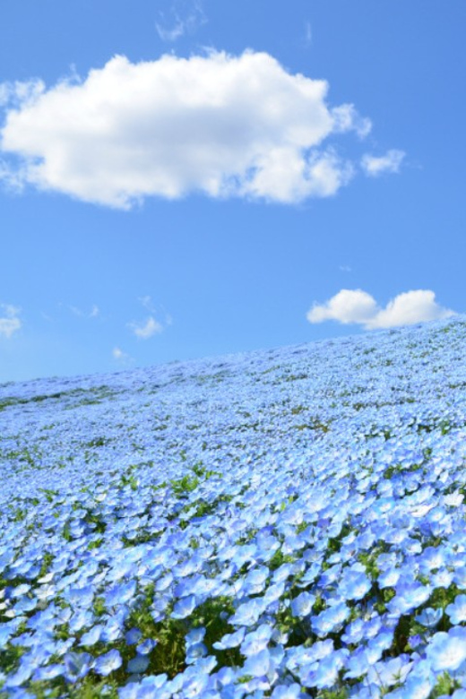 Tokyo: Hitachi Seaside Park & Aquaworld Oarai Aquarium Tour - Source