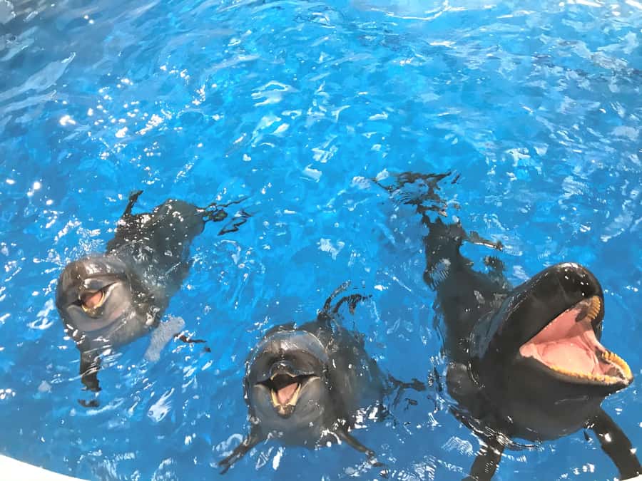 Tokyo: Hitachi Seaside Park & Aquaworld Oarai Aquarium Tour - Who Is This Tour Best For?