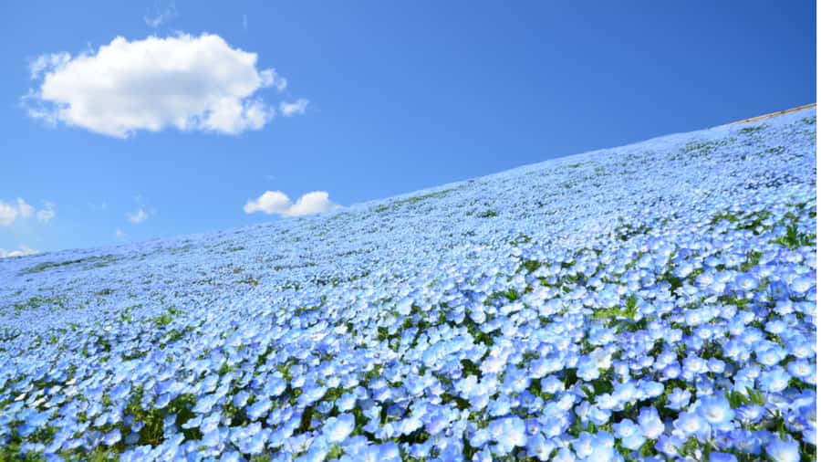 Tokyo: Hitachi Seaside Park & Aquaworld Oarai Aquarium Tour - A Practical Overview of the Tour