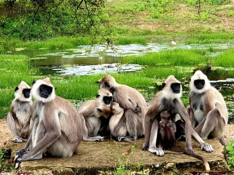 From Ella: Yala Safari & Transfer to Tangalle/Mirissa/Galle - The Itinerary in Detail