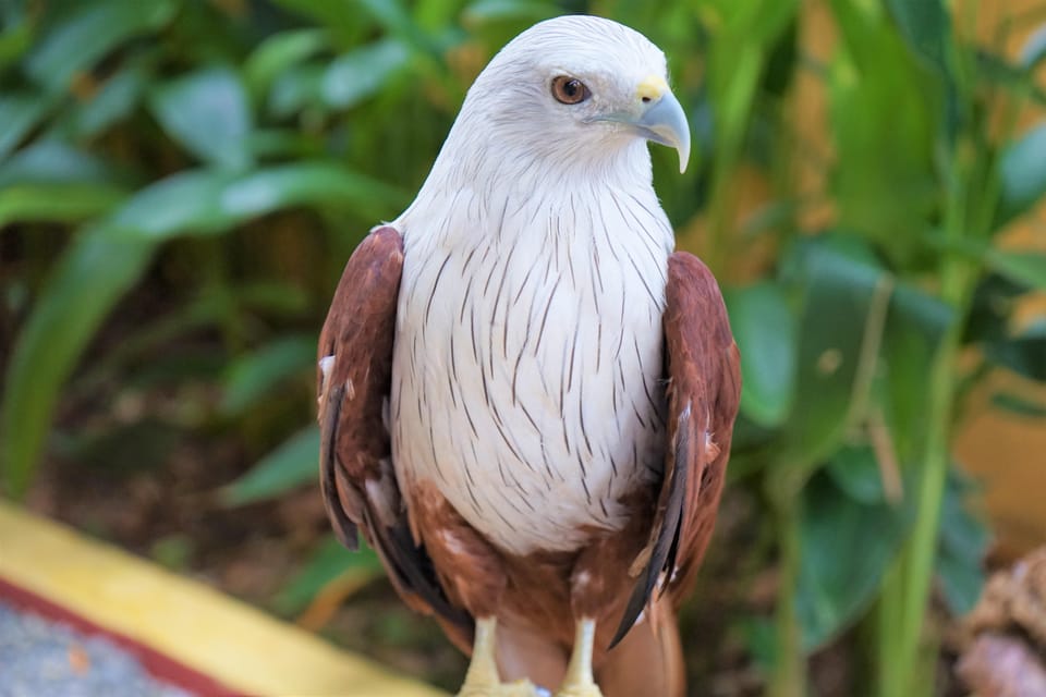 Langkawi: Wildlife Park Admission Ticket - The Experience at Langkawi Wildlife Park: What You Can Expect