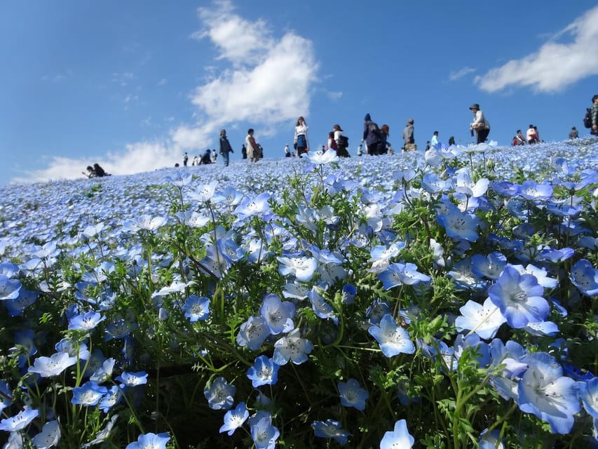 Tokyo:Hitachi seaside Park/Oarai isosaki shrine private tour - Oarai Isosaki Shrine: A Coastal Sacred Space