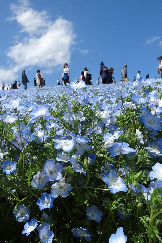 Tokyo:Hitachi seaside Park/Oarai isosaki shrine private tour - FAQ