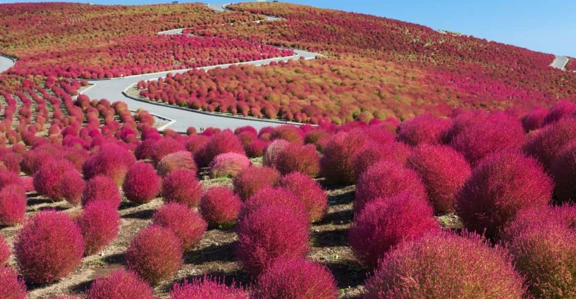 Tokyo:Hitachi seaside Park/Oarai isosaki shrine private tour - Who Will Love This Tour?
