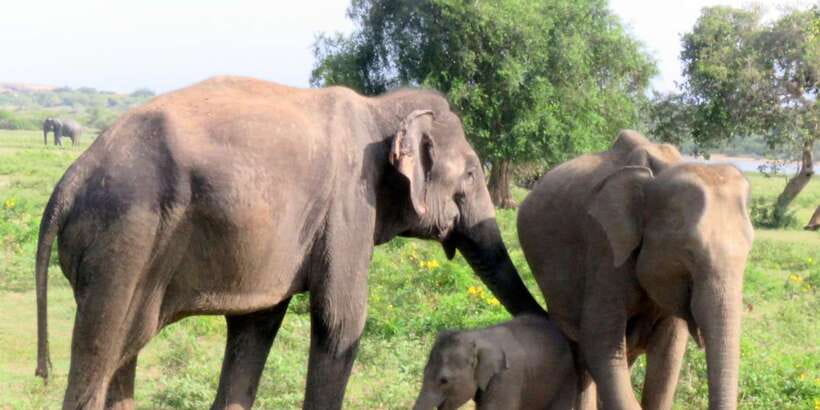 From Galle/Hikkaduwa/Mirissa Trip to Udawalawe Safari Tour - Who This Tour Is Best For