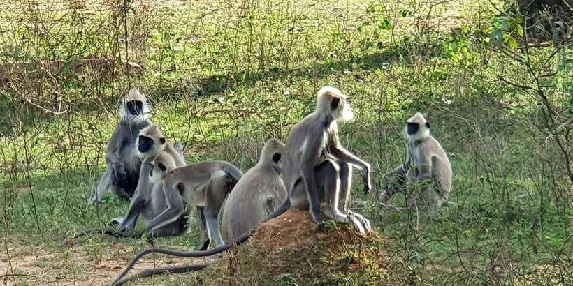 From Galle/Hikkaduwa/Mirissa Trip to Udawalawe Safari Tour - An In-Depth Look at the Udawalawe Safari Experience