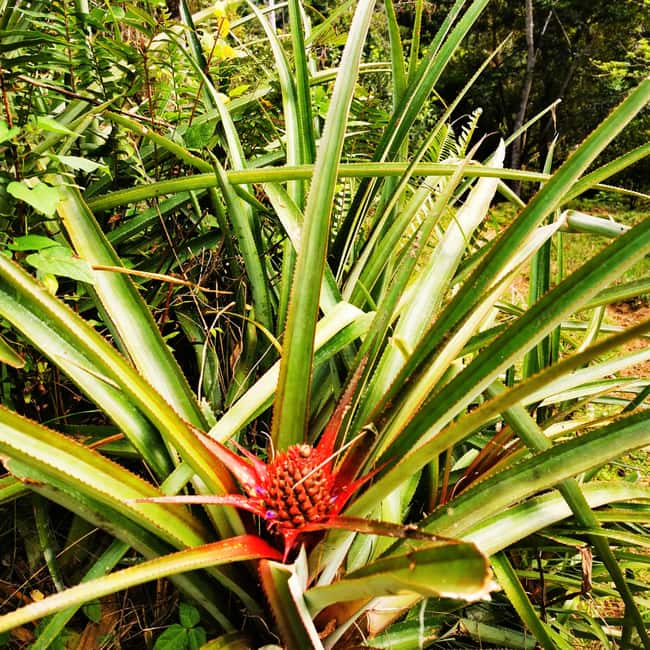 Puerto Plata Trekking - Experience of Nature and Folklore - Authenticity, Support, and Cultural Connection