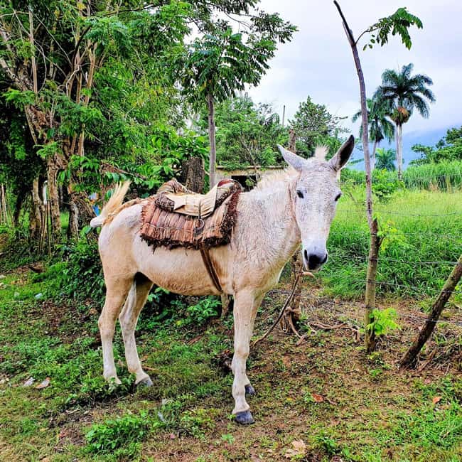 Puerto Plata Trekking - Experience of Nature and Folklore - Key Points