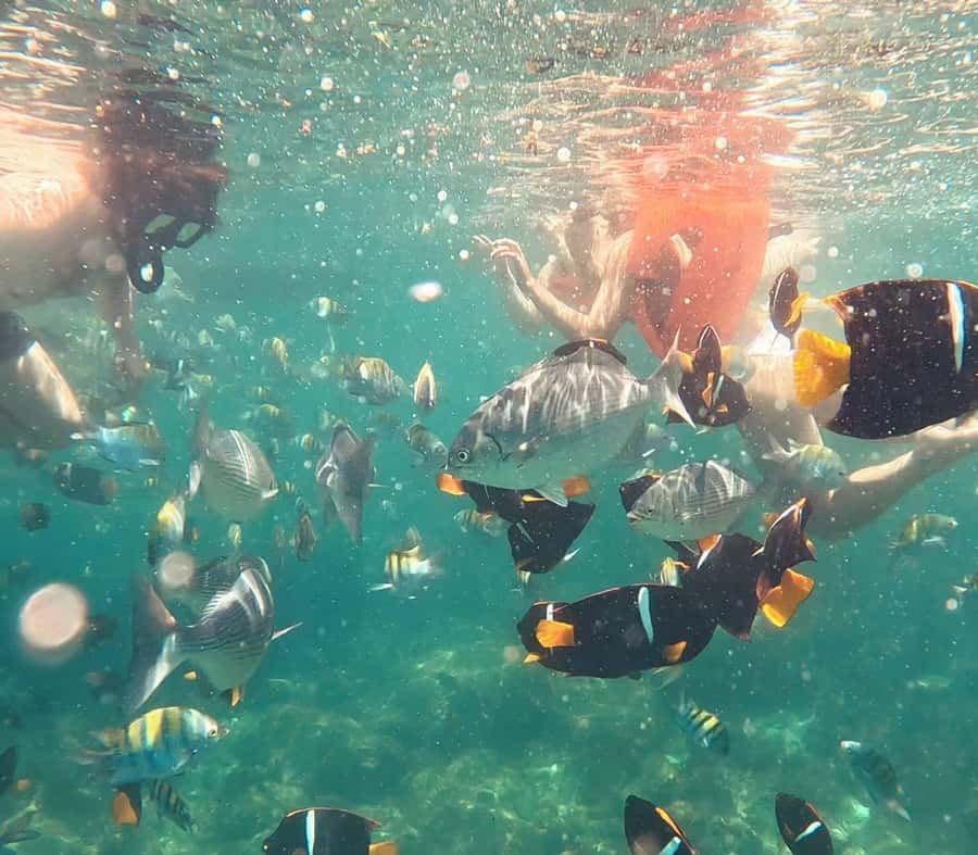 Puerto Vallarta: Snorkel y tour de 2 hrs en bote a Los Arcos - FAQs