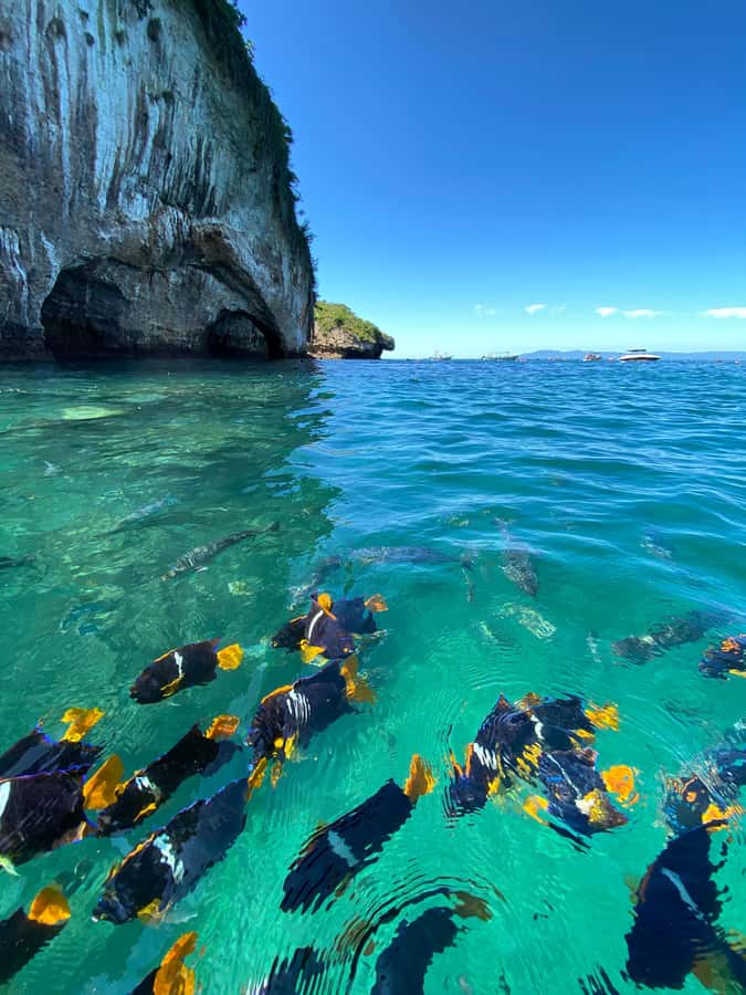 Puerto Vallarta: Snorkel y tour de 2 hrs en bote a Los Arcos - Who Should Consider This Tour?