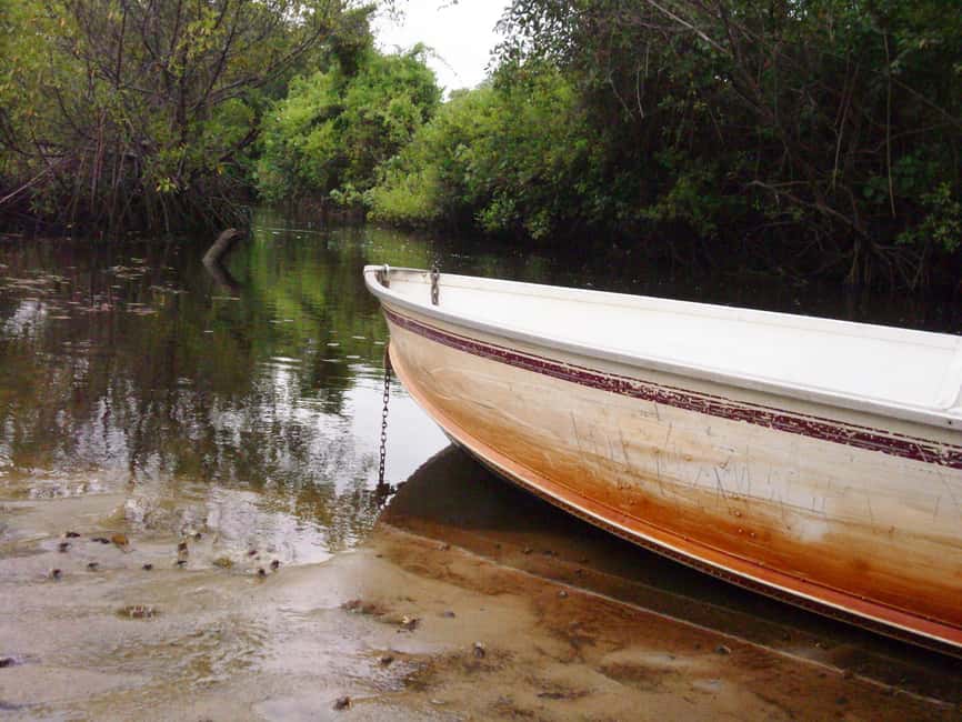 Nariva Swamp: Monkey Viewing Experience - Practical Details and Tips