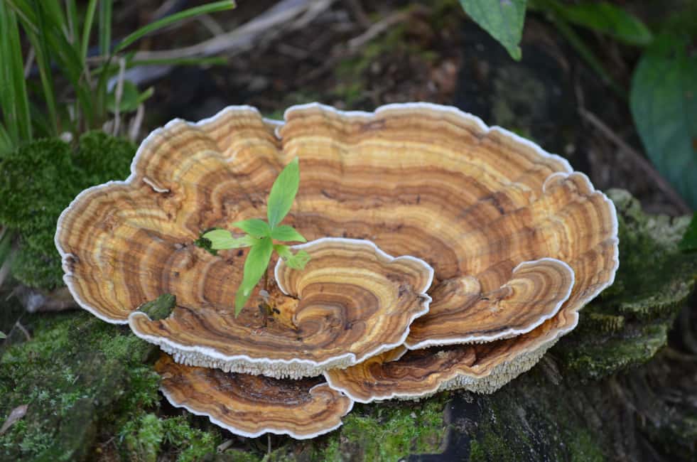 Nariva Swamp: Monkey Viewing Experience - Frequently Asked Questions