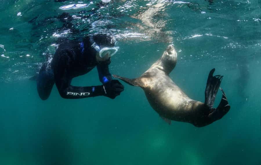 PUERTO MADRYN , SNORKELING WITH SEA LIONS - The Experience Provider: Abramar
