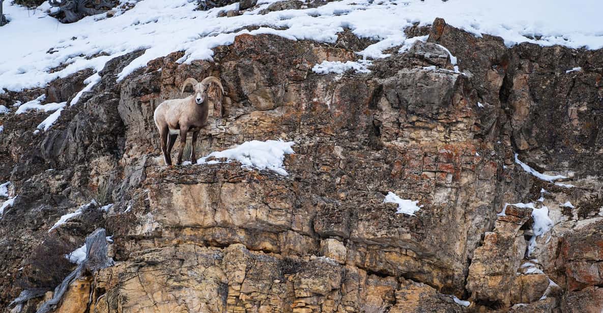Yellowstone National Park: 3 Day Wildlife Photography Tour - Key Points