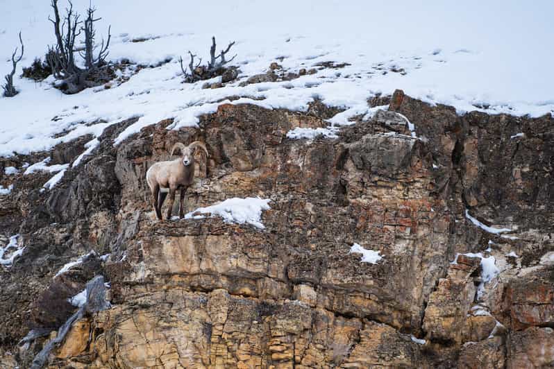 Yellowstone National Park: 3 Day Wildlife Photography Tour - Why This Tour Offers Real Value