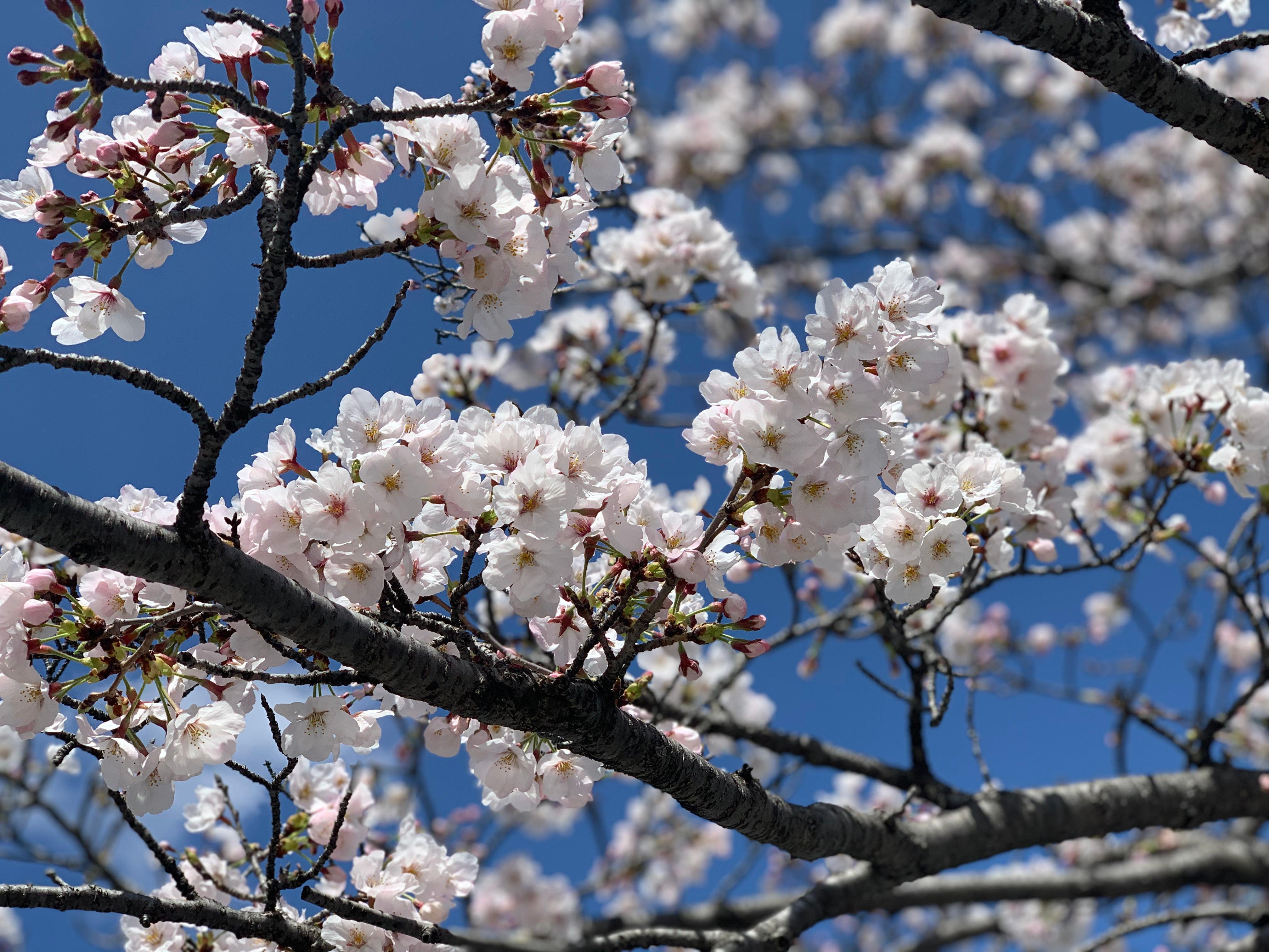Hiroshima Must-See Highlights: Private Tour with a Local - FAQ